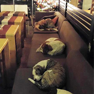 stray-dogs-sleep-cafe-hot-spot-lesbos-greece-thumb